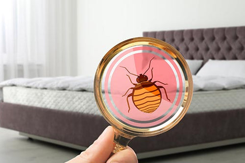 Puces de lit : comment s'en débarrasser ?