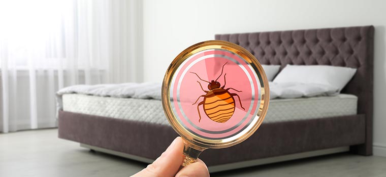 Puces de lit : comment s'en débarrasser ?